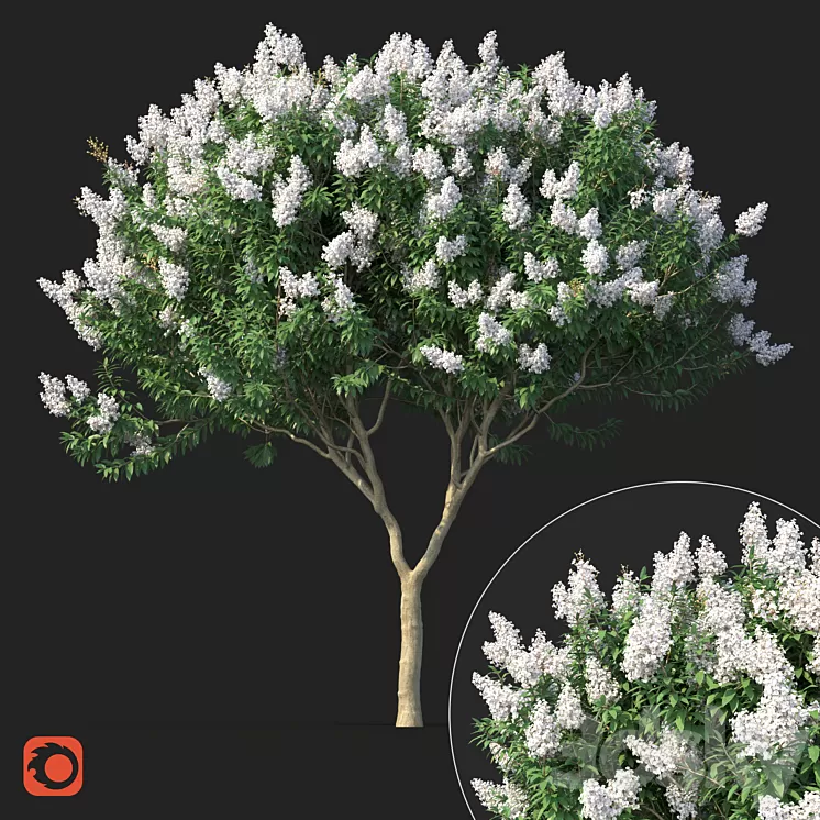 Lagerstromia tree with white flowers No 1 Corona