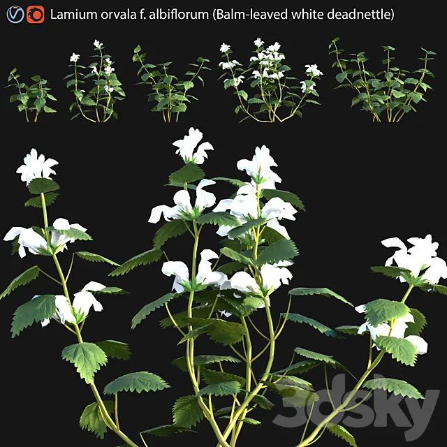 Lamium orvala - Balm-leaved white deadnettle - 01 3D Model
