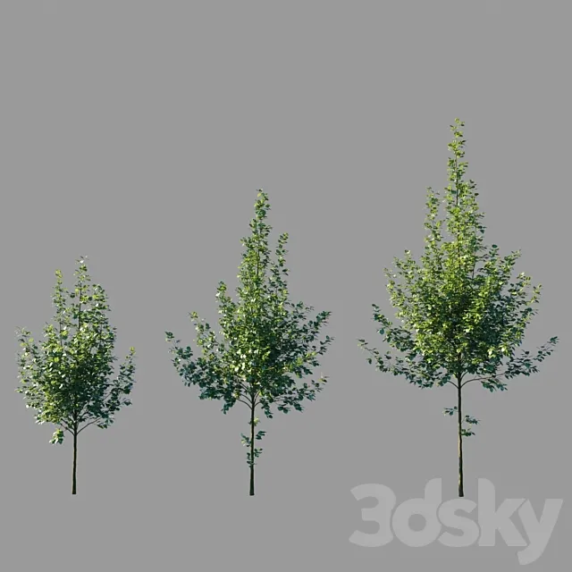 Large-leaved linden _ Tilia platyphyllos 3D Model