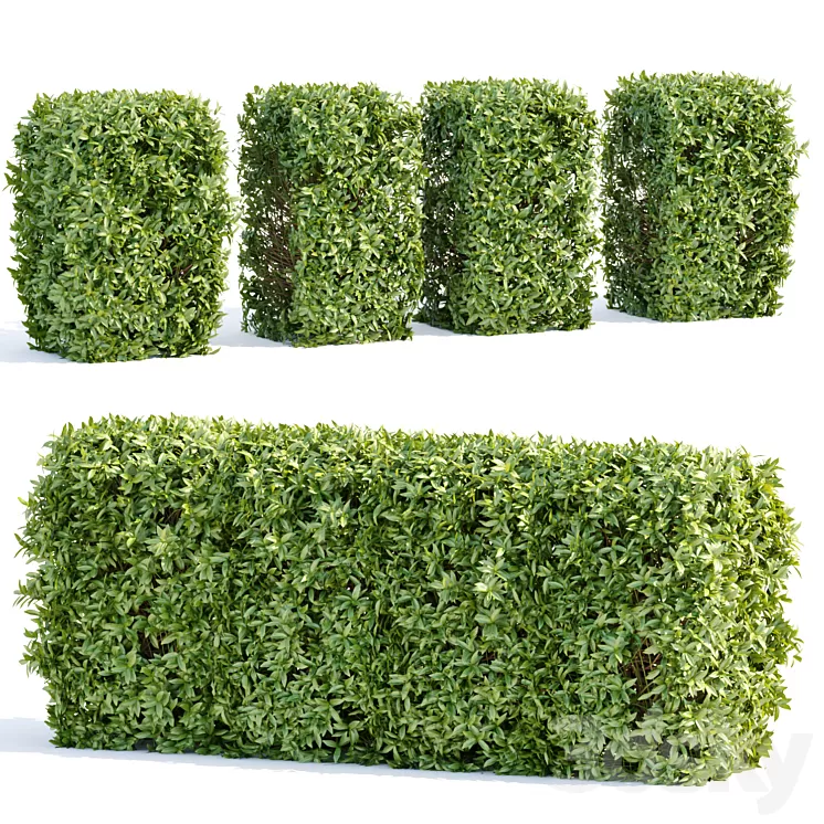 Laurel Hedging Bushes vol 111 3D Model Free