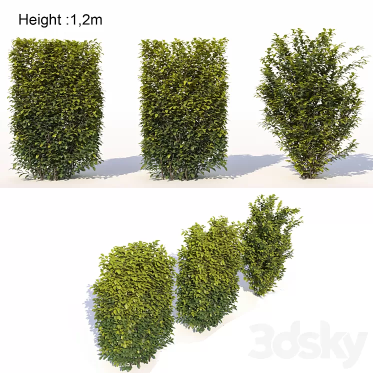 Laurus nobilis 02 3D Model