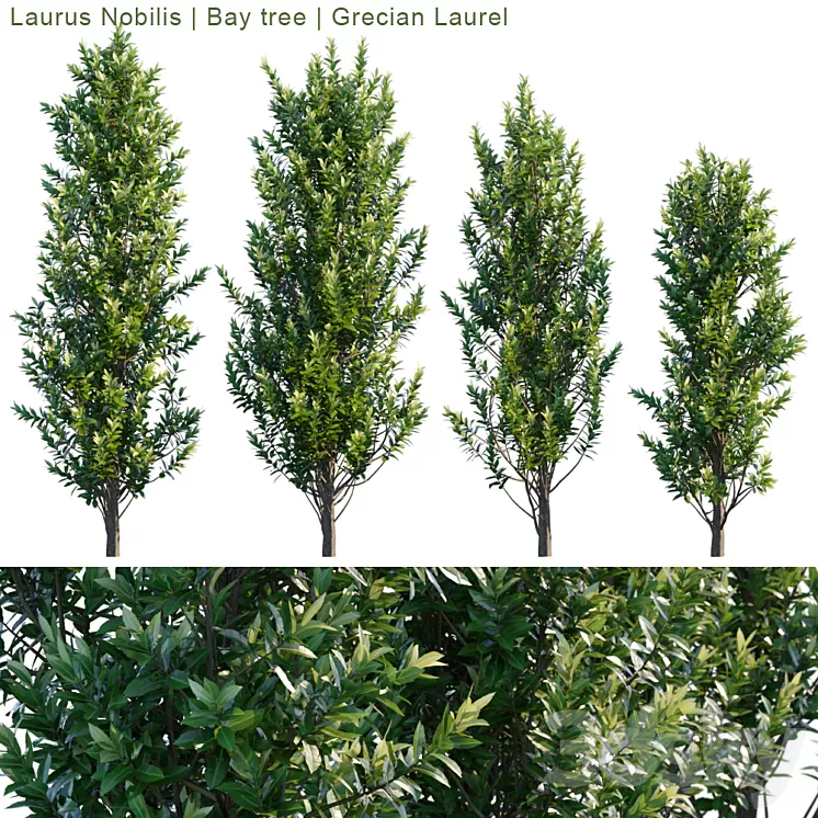 Laurus Nobilis | Bay tree | Grecian Laurel 3D Model