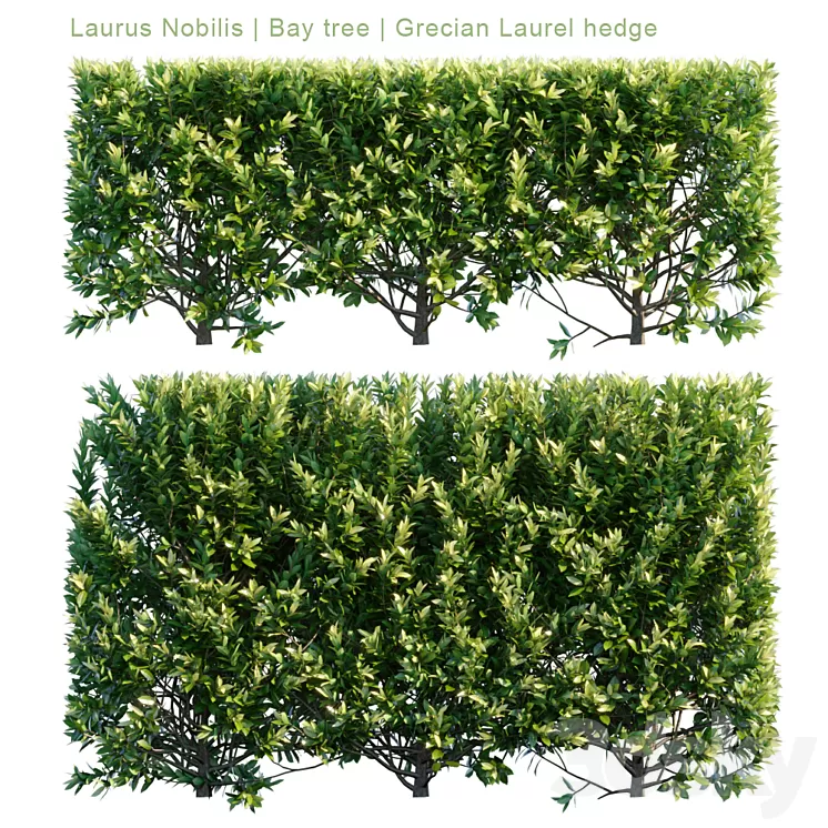 Laurus Nobilis | Bay tree | Grecian Laurel hedge 3D Model
