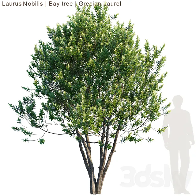 Laurus Nobilis | Bay tree | Grecian Laurel tree 3DModel