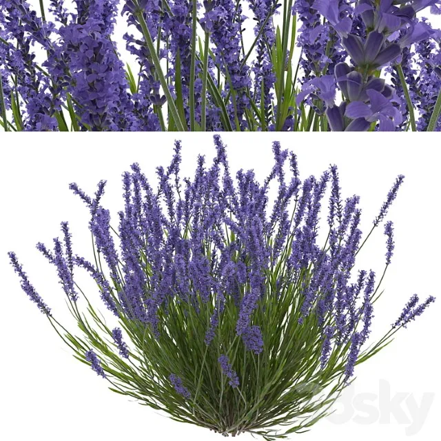 Lavanda Kust 3D Model Free