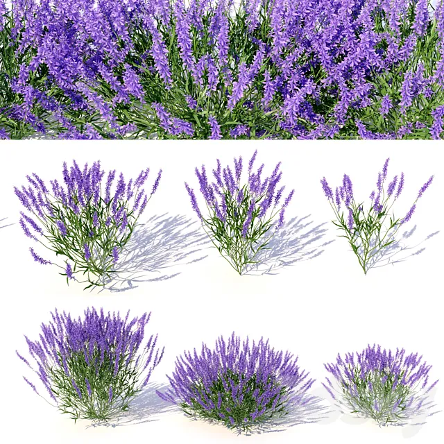 Lavandula 3D Model