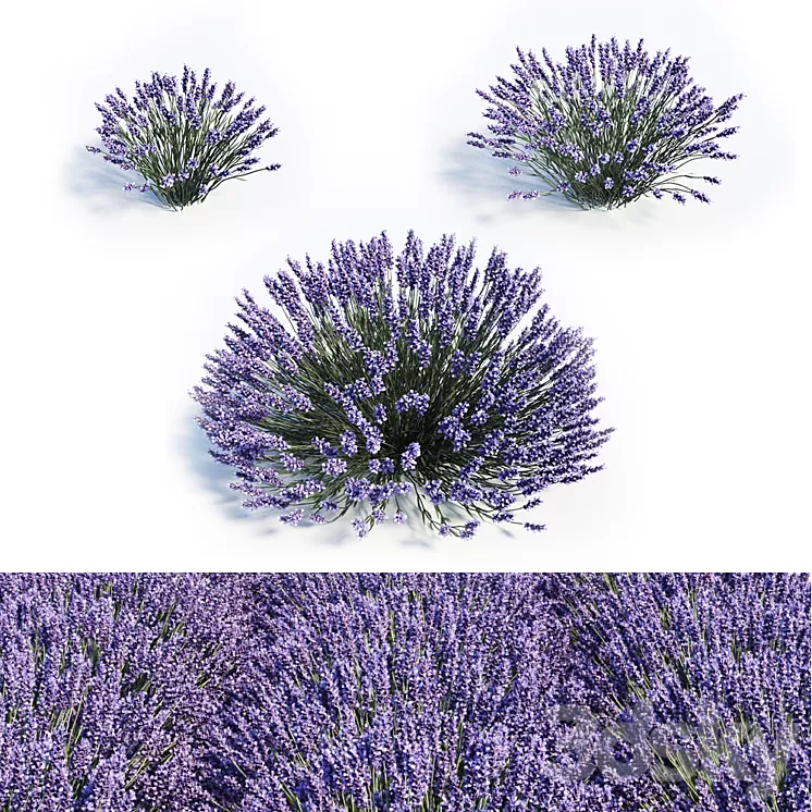 Lavandula set 3D Model