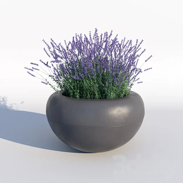 Lavender 3DModel