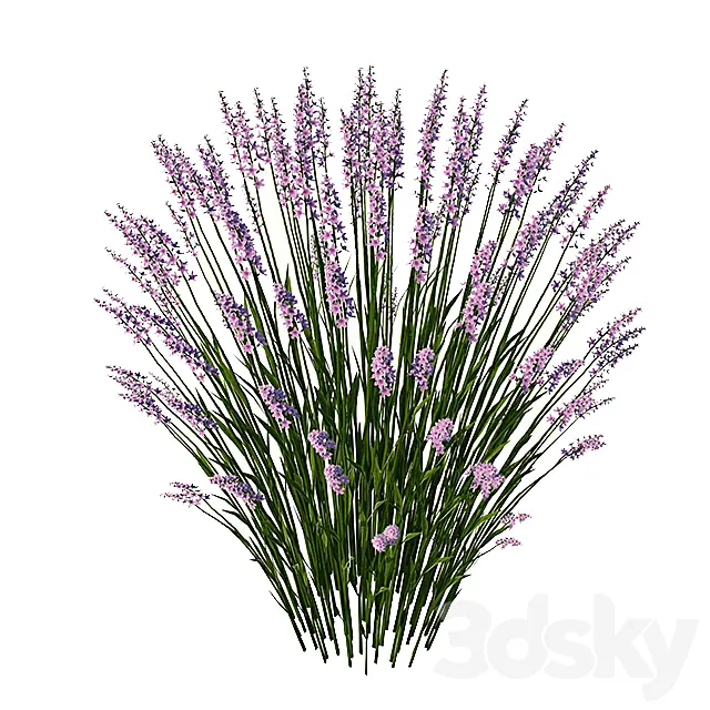 lavender 3DModel