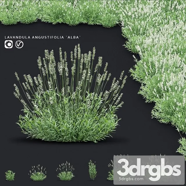 Lavender Angustifolia Flowers 3D Model Free