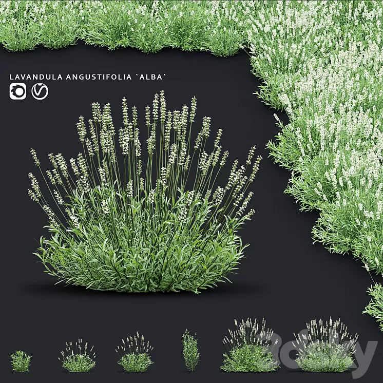 Lavender angustifolia flowers | Lavandula angustifolia Alba 3D Model Free