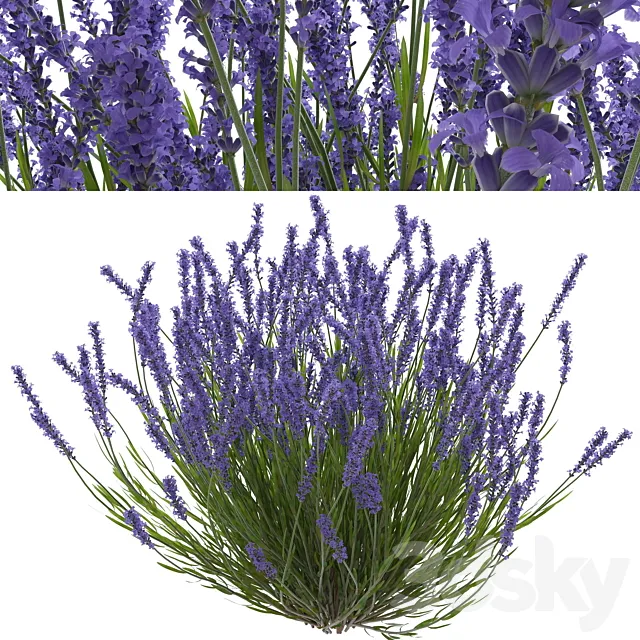 Lavender bush 3D Model