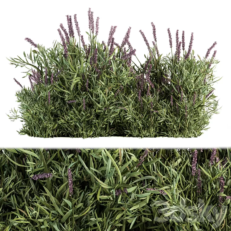 Lavender Bush - Bush Set20 3D Model