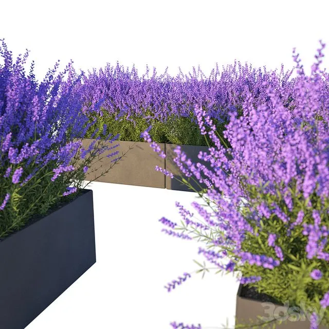 Lavender in Cubes 3D Model