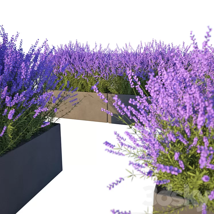 Lavender in Cubes 3D Model
