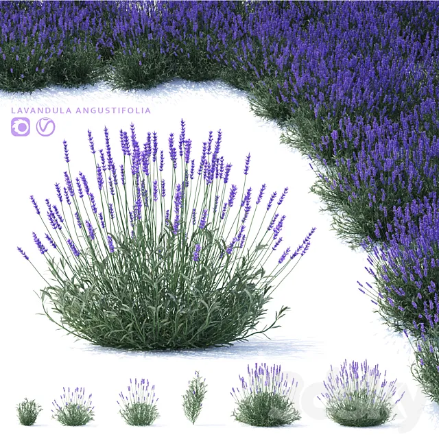 Lavender narrow-leaved flowers | Lavandula angustifolia 3D Model
