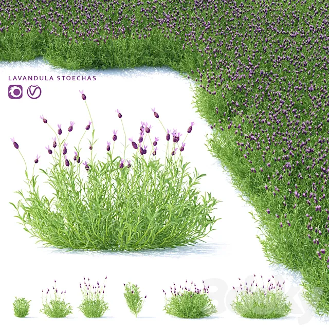 Lavender Stahad flowers | Lavandula stoechas 3D Model