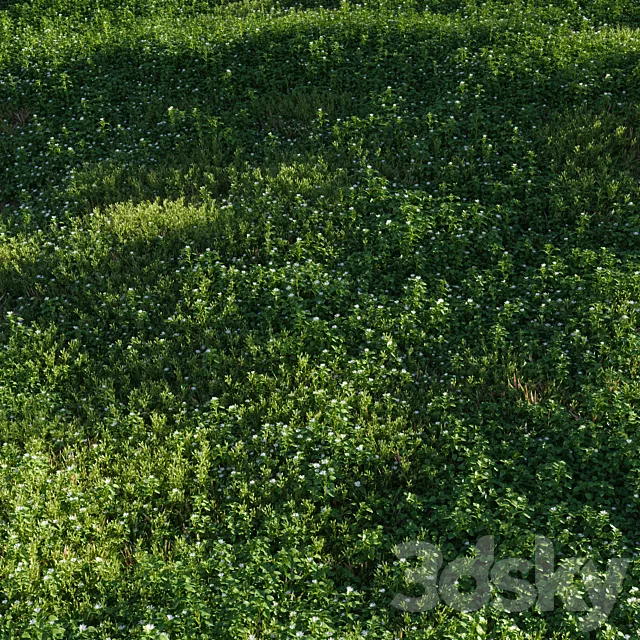 Lawn: Chickweed (chickweed) and bluegrass 3D Model