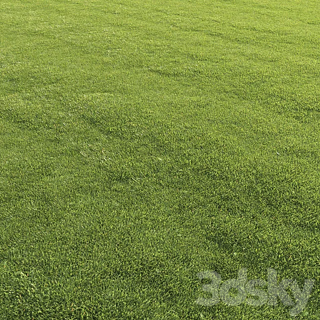 Lawn grass 3D Model