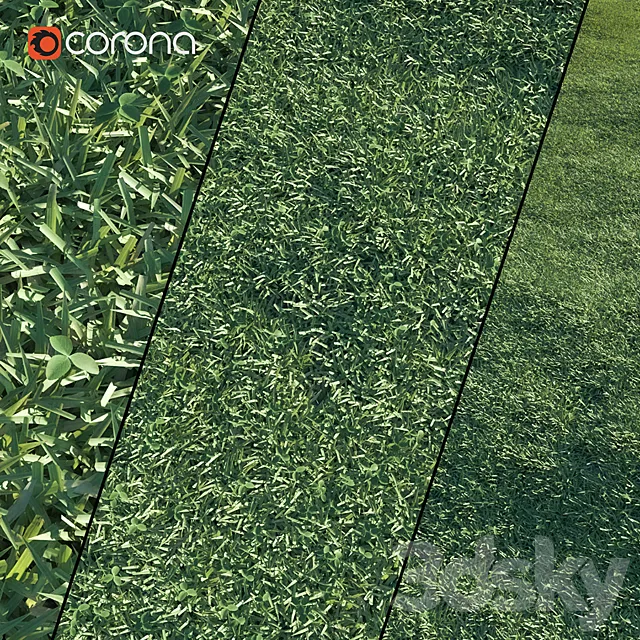 Lawn grass 3D Model