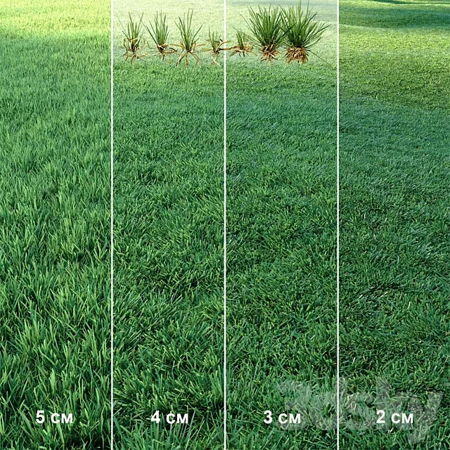 Lawn | Mowed Lawn 3D Model