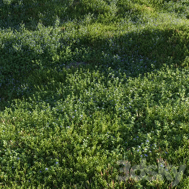 Lawn: Speedwell and bluegrass (March) 3D Model