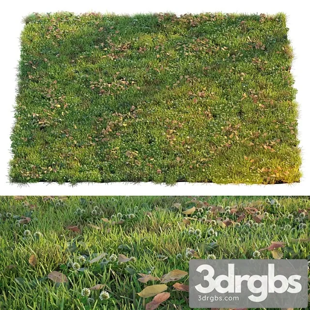 Lawn With Clover and Dry Leaves 3D Model Free