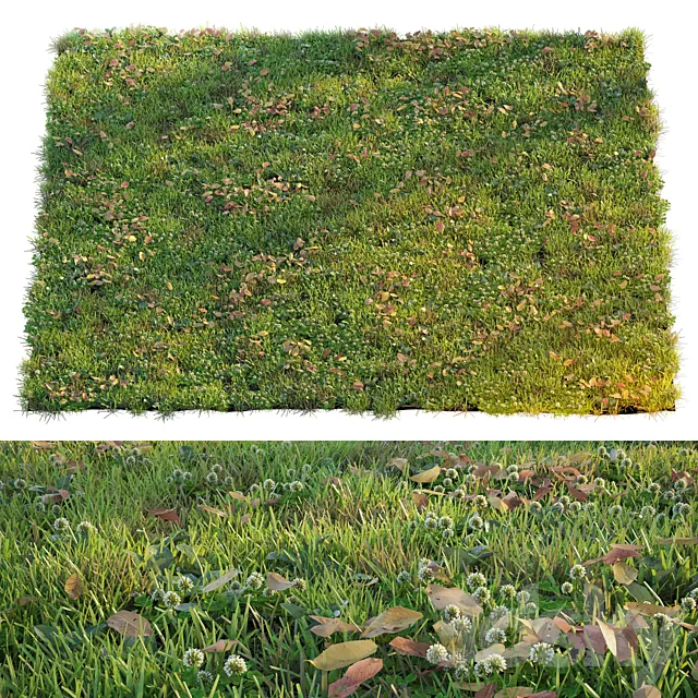 Lawn with clover and dry leaves 3D Model