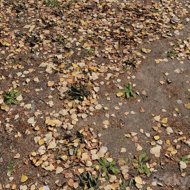 Leaf_Earth 3 3D Model