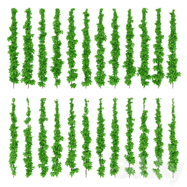 Leaves of grapes on the vine 3D Model