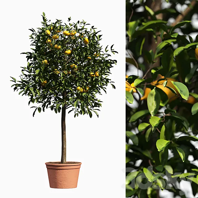 lemon bushes 3D Model