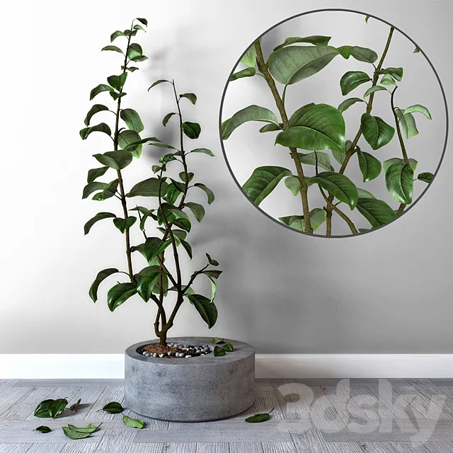 Lemon in a concrete tub 3D Model