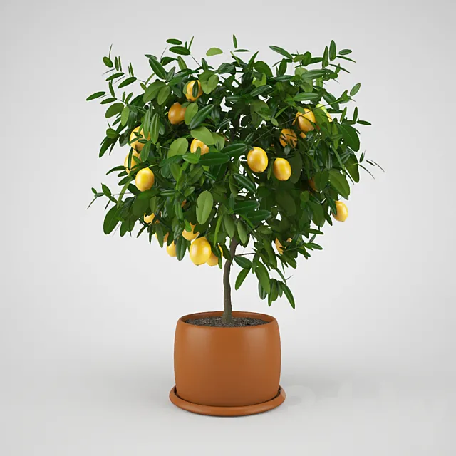 Lemon tree 3D Model