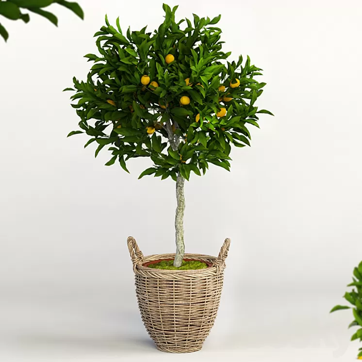 Lemon Tree
