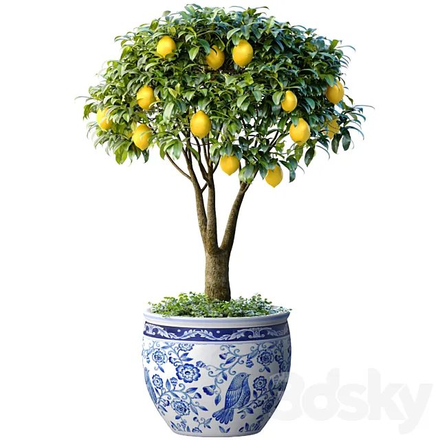 Lemon Tree in a potted flowerpot. Ornamental Citrus Indoor plant 3D Model