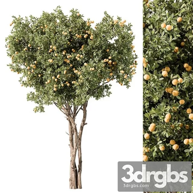 Lemon Tree Set 117 3D Model Free