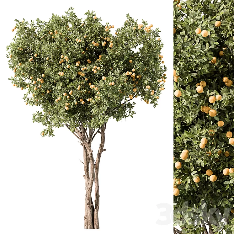 Lemon Tree Set 117 3D Model Free