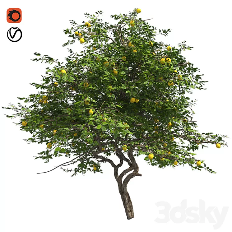 Lemon Tree with fruits and blossom 3D Model