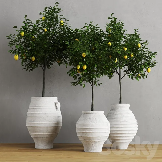 Lemons in clay pots 3DModel