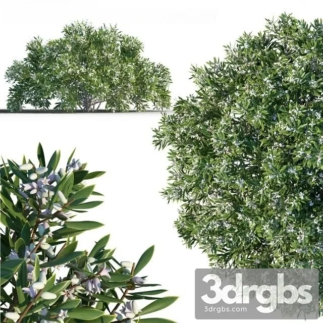 Leucopogon Parviflorus 3D Model Free