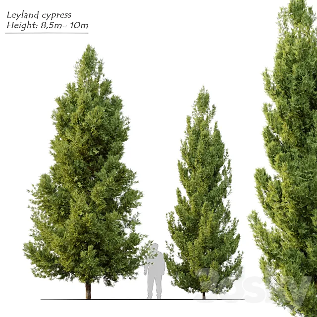 Leyland cypress Free Download