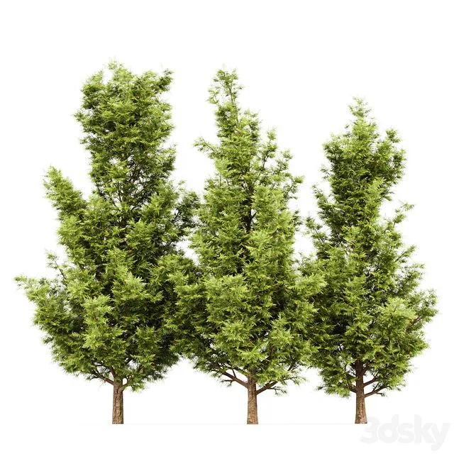 Leyland cypress - leylandi 3D Model