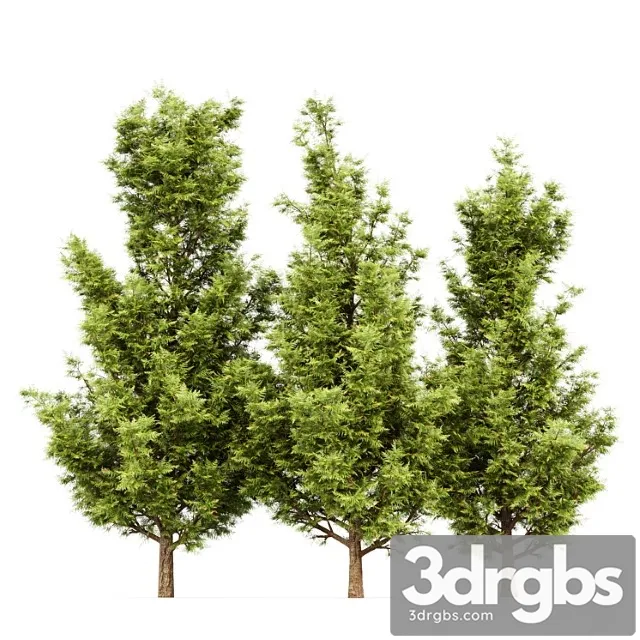 Leyland Cypress Leylandi 3D Model Free