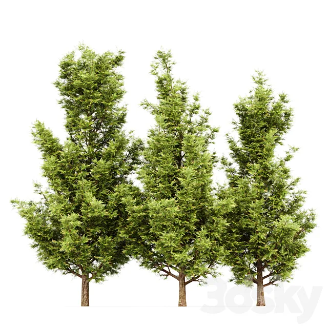 Leyland cypress - leylandi Free Download