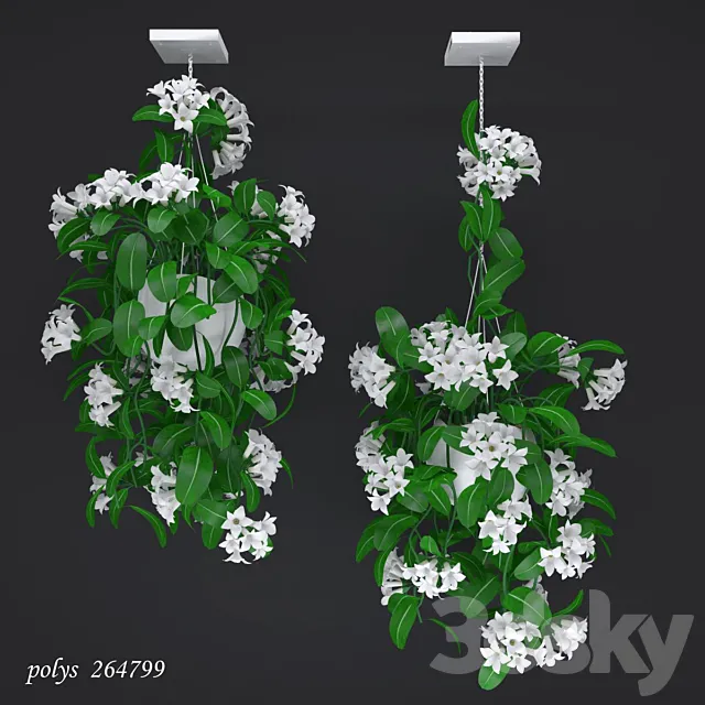 Liana abundantly flowering stephanotis 3DModel