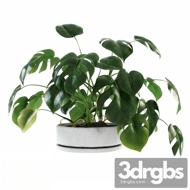 Liana Monstera 3D Model Free