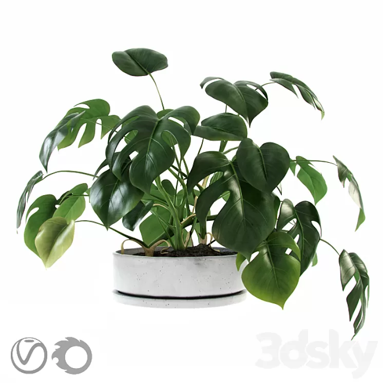 Liana Monstera 3D Model