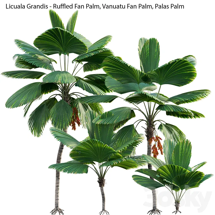 Licuala Grandis - Ruffled Fan Palm 3D Model Free