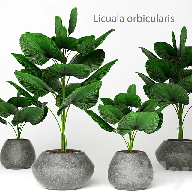 Licuala orbicularis 2 palm tree flower pot flowerpot concrete 3D Model