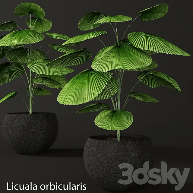 Licuala orbicularis. Likuala. decorative palm tree. pot. flowerpot. office 3DModel